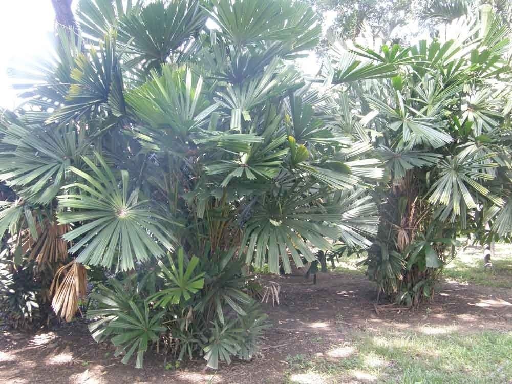 Amazon｜【観葉植物／種子】Licuala Spinosa☆リクアラ・スピノサ